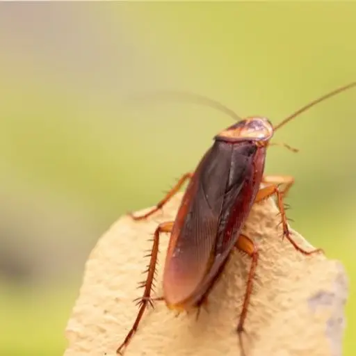 Cockroach Pest Control​ ​Service​