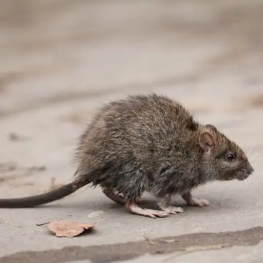 Rodent Pest Control