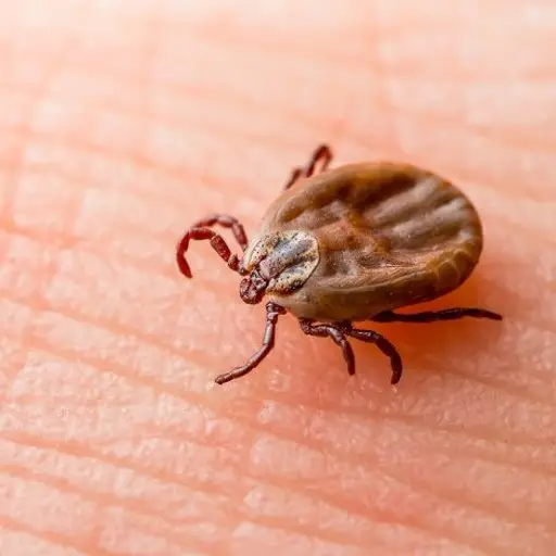 Ticks Pest Control​​ Service​