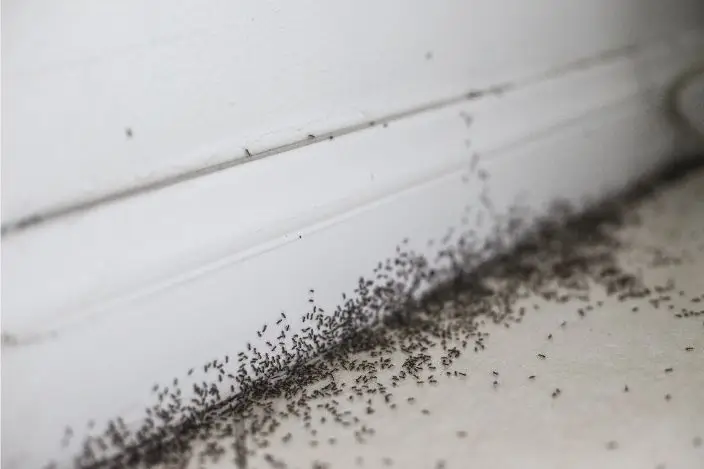 Ants Pest Control