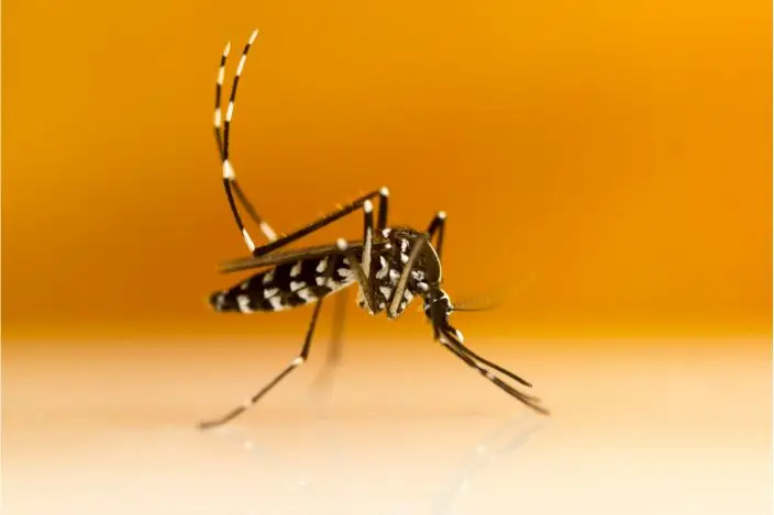 Mosquito Pest Control services