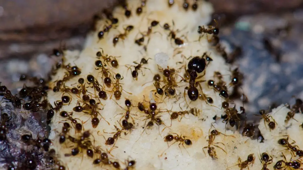 Ants Pest Control Services