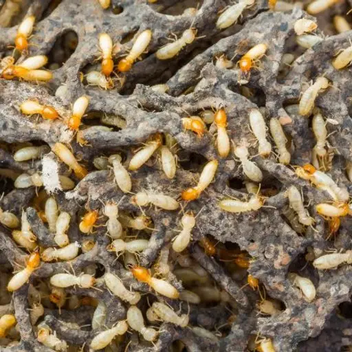Termite Pest Control​ Service​