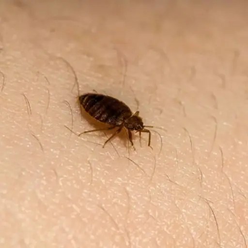 Bed Bugs Pest Control​ Services